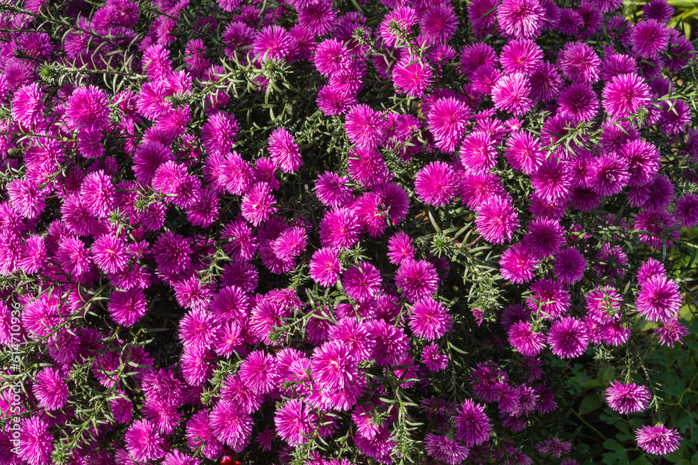 Purple Mihailov daisiesas nature concept for design. Aster dumosum (Symphyotrichum dumosum, bushy aster), blooming with purple and pink colorful flowers. Blurred background. Selective focus Purple Mihailov daisiesas nature concept for design. Aster dumosum (Symphyotrichum dumosum, bushy aster), blooming with purple and pink colorful flowers. Blurred background. Selective focus