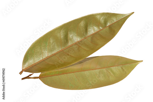 Durian leaf plant isolated on white background © kanurism