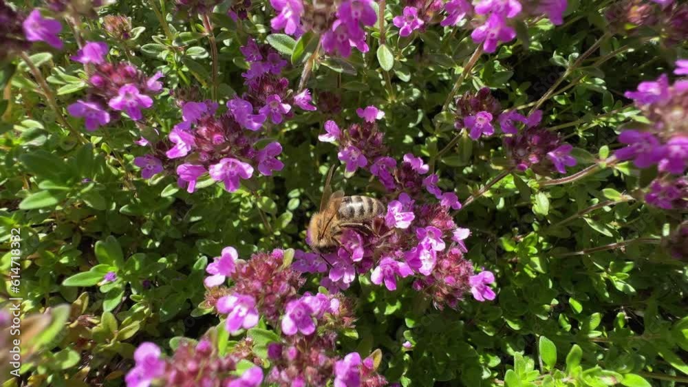 A bee on the flowers of a mountain thyme plant collects honey nectar A bee on the flowers of a mountain thyme plant collects honey nectar