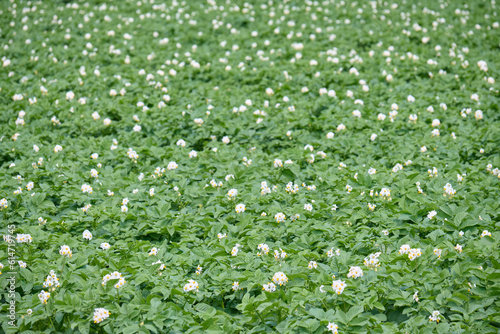 千歳市のジャガイモ畑 / Potato field in Chitose City, Hokkaido
