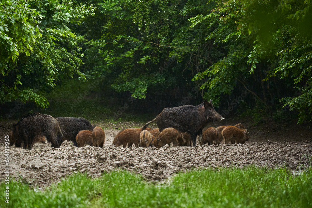 Wild hogs (feral pigs) in rain