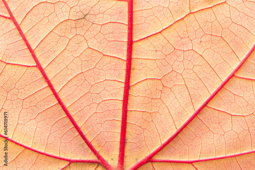 Fototapeta premium hojas de árbol en macro y detalle