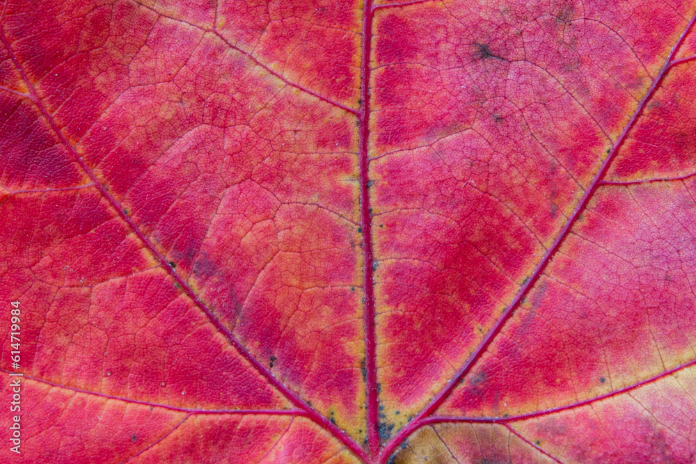 Fototapeta premium hojas en otoño, hojas de árbol en macro y detalle 