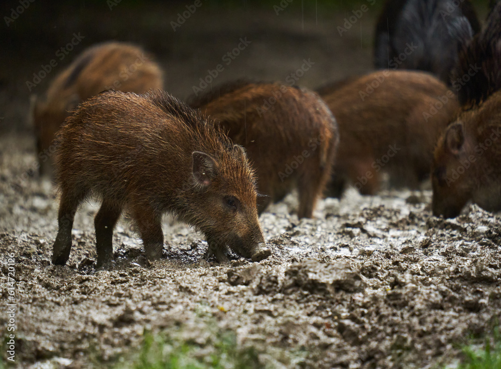 Wild hogs (feral pigs) in rain