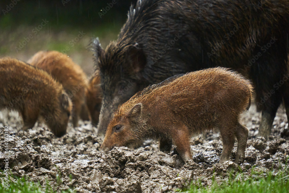Wild hogs (feral pigs) in rain Wild hogs (feral pigs) in rain