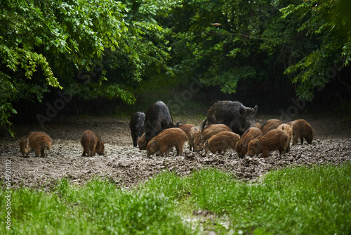 Wild hogs (feral pigs) in rain
