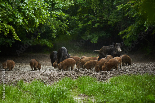 Fototapeta Naklejka Na Ścianę i Meble -  Wild hogs (feral pigs) in rain