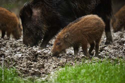 Wild hogs (feral pigs) in rain