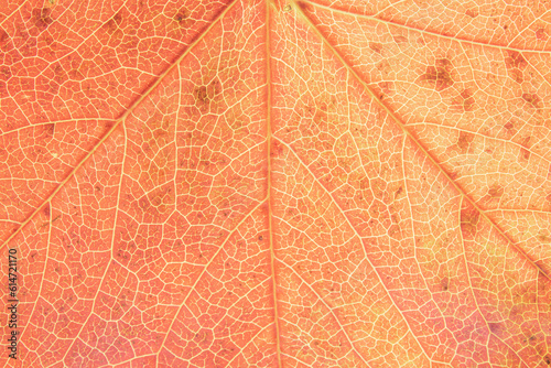 hojas en otoño, hojas de árbol en macro y detalle	 photo