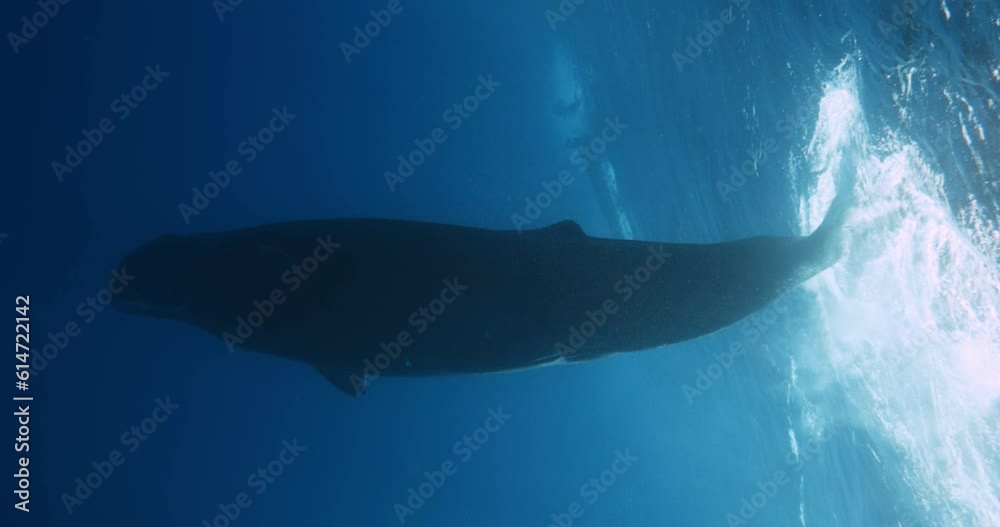 Large spermwhale dive in blue ocean. People dive to mammals under water. Blue whale sperm whale playing in blue water. Underwater shot Mauritius, Indian Ocean. Rare exclusive footage 1 120 fps 10 bit