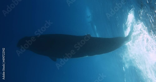 Large spermwhale dive in blue ocean. People dive to mammals under water. Blue whale sperm whale playing in blue water. Underwater shot Mauritius, Indian Ocean. Rare exclusive footage 1 120 fps 10 bit photo
