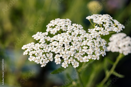 Obraz na plátně Achillea millefolium, commonly known as yarrow, common yarrow, old man's pepper, devil's nettle, sanguinary, milfoil, soldier's woundwort, and thousand seal