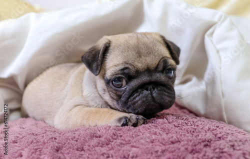 Cute pug, a pug breed dog lies in a blanket on a white bed in the bedroom. © Irina