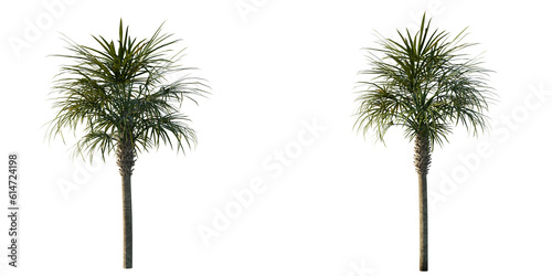 isolated cutout artistic palm tree  best use for landscape design  best use for architectural render post production.