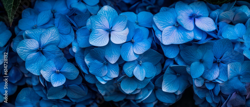 Closeup of blooming blue, purple hydrangea or hortensia. Botanical flowers background. Macro Shoot. Nature summer wallpaper. Generative ai