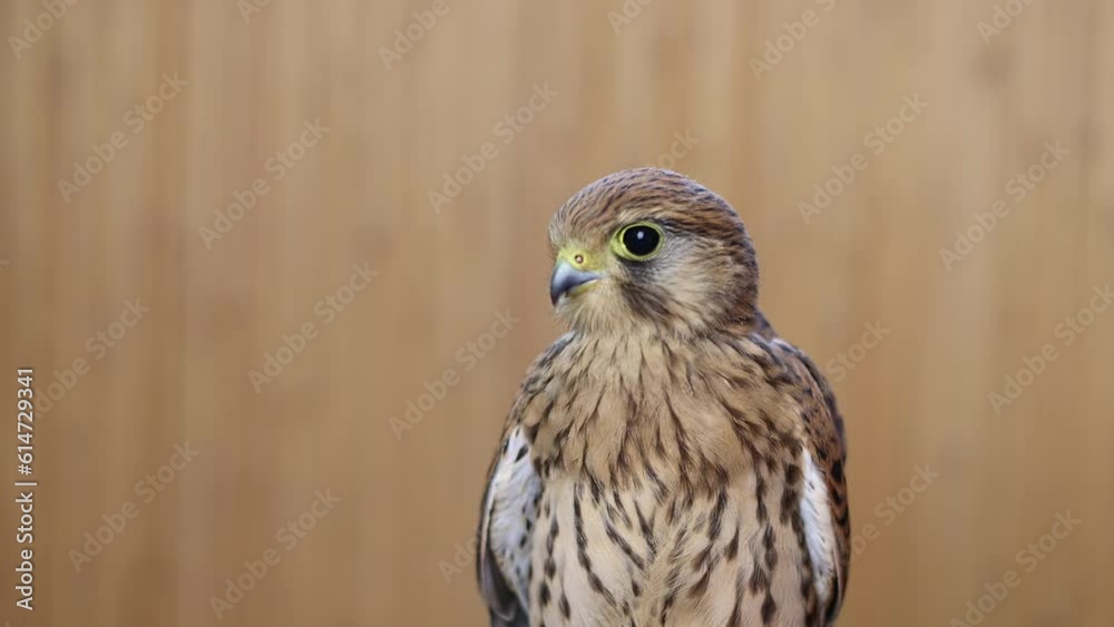 Falcon on a wooden background. Bird portrait. Slow motion. Falcon on a wooden background. Bird portrait. Slow motion.