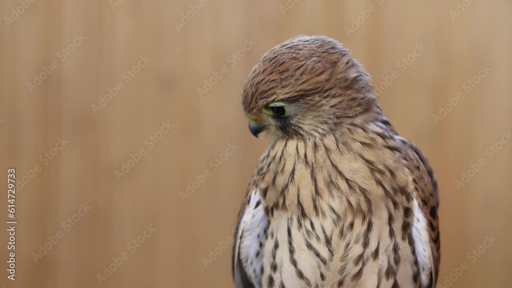 Falcon on a wooden background. Bird portrait. Slow motion. Falcon on a wooden background. Bird portrait. Slow motion.