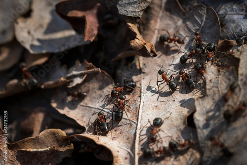 Close-up of flock of ants on dead leaves photo