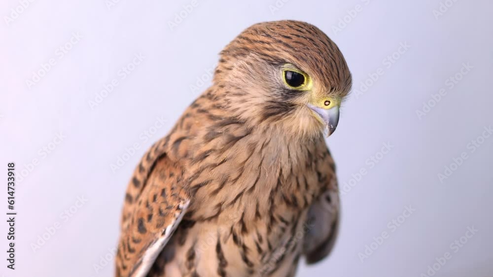 Bird of prey falcon on a light background. Bird of prey falcon on a light background.