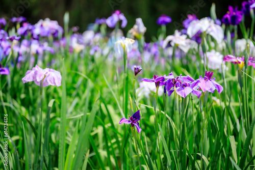 神楽女湖の菖蒲の花 大分県別府市 Iris flowers of Lake Kagurameko. Ooita Pref, Beppu City.