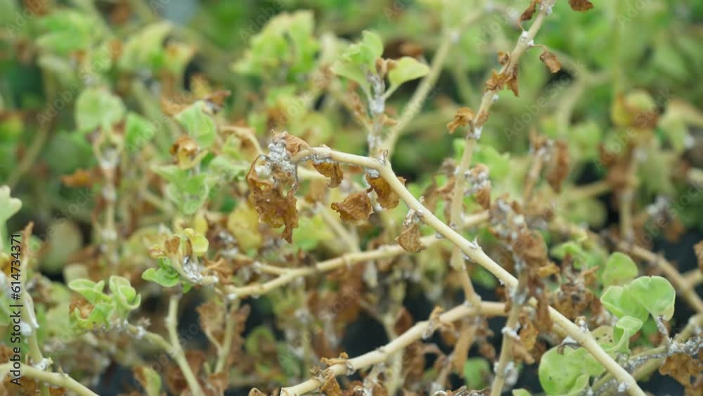 Houseplant dried wither leaves due to fungal diseases in garden Houseplant dried wither leaves due to fungal diseases in garden
