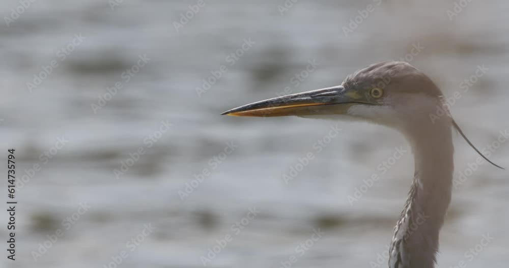 Grey Heron Ardea Cinerea Close Up Grey Heron Ardea Cinerea Close Up