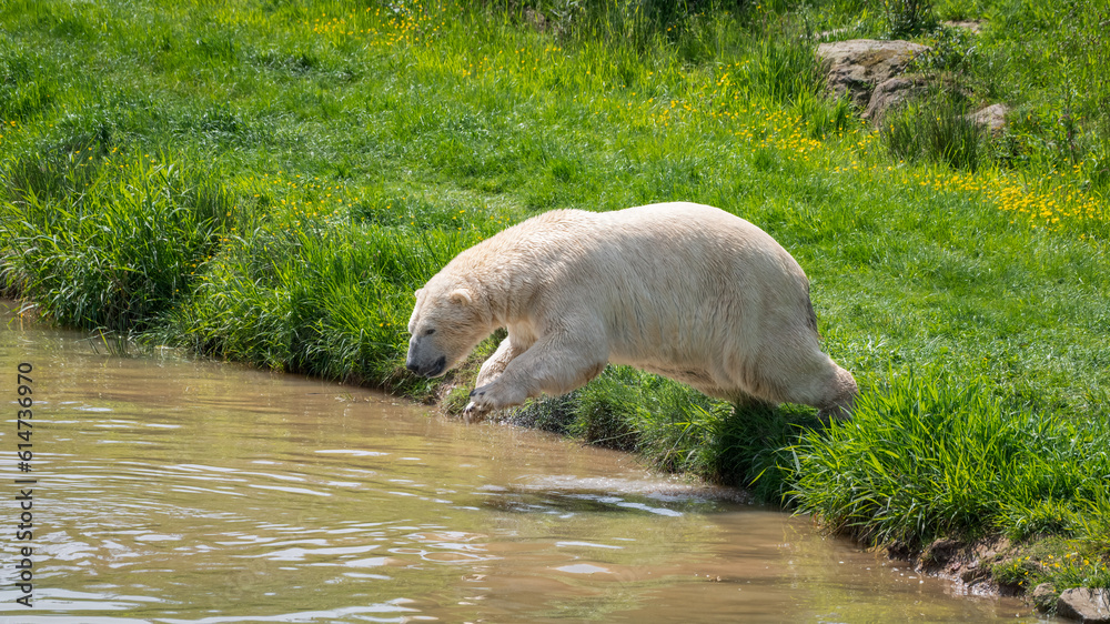 Polar Bear Diving into Water Polar Bear Diving into Water