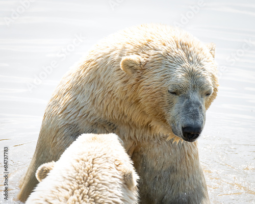Pair of Polar Bears Play Fighting in Water