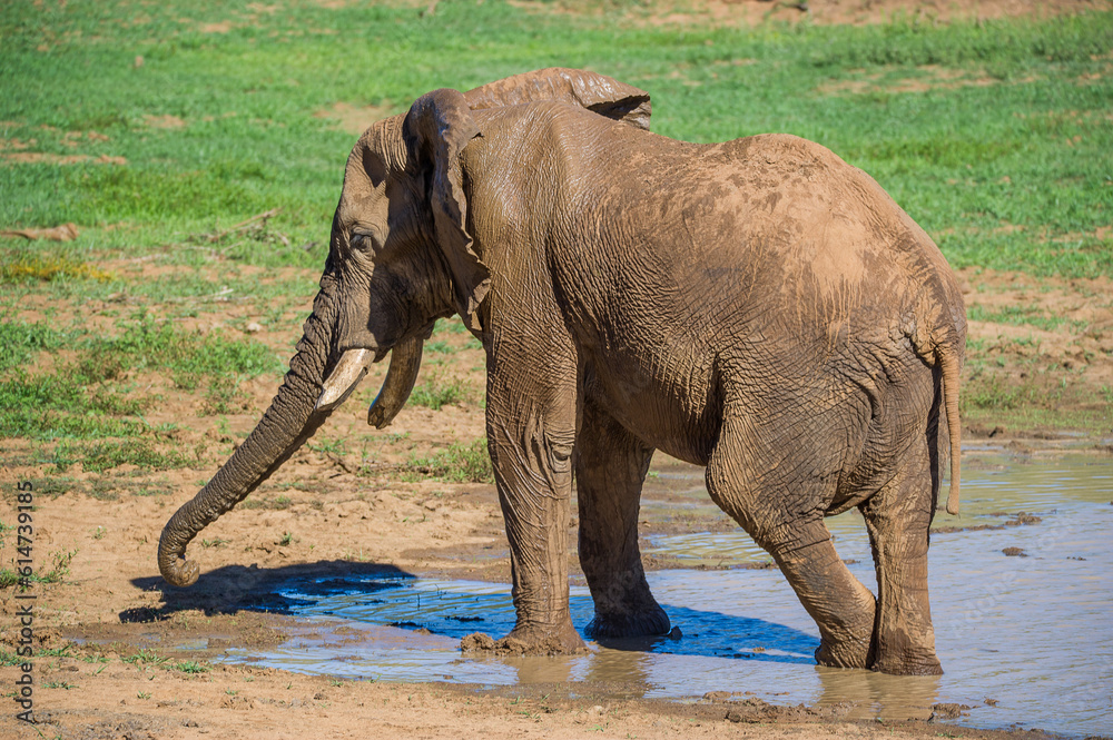 African elephant drinking water at a watering hole