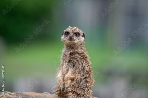 Meerkat Sitting on a Rock