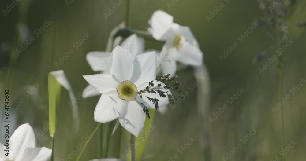 White Flower Daffodil Close-Up Slow Motion White Flower Daffodil Close-Up Slow Motion