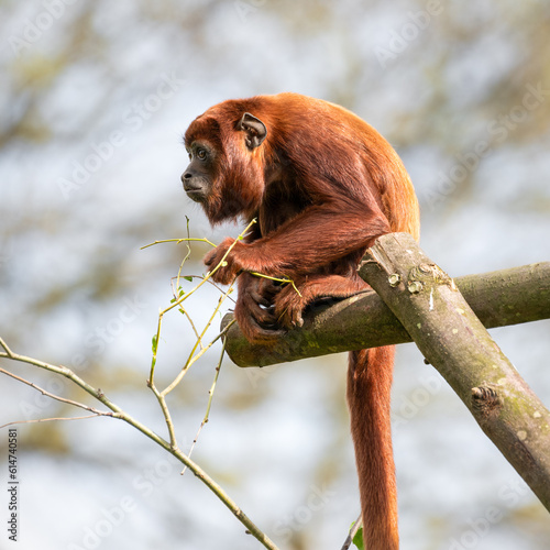 red Howler monkey Sitting on a Wooden Frame photo