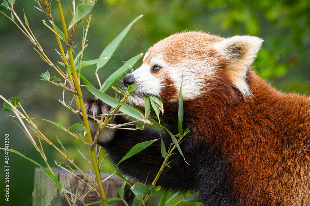 Obraz premium Red Panda Feeding on Bamboo Leaves