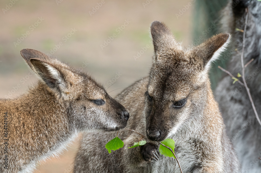 Bennets Wallaby Feeding on Leaves