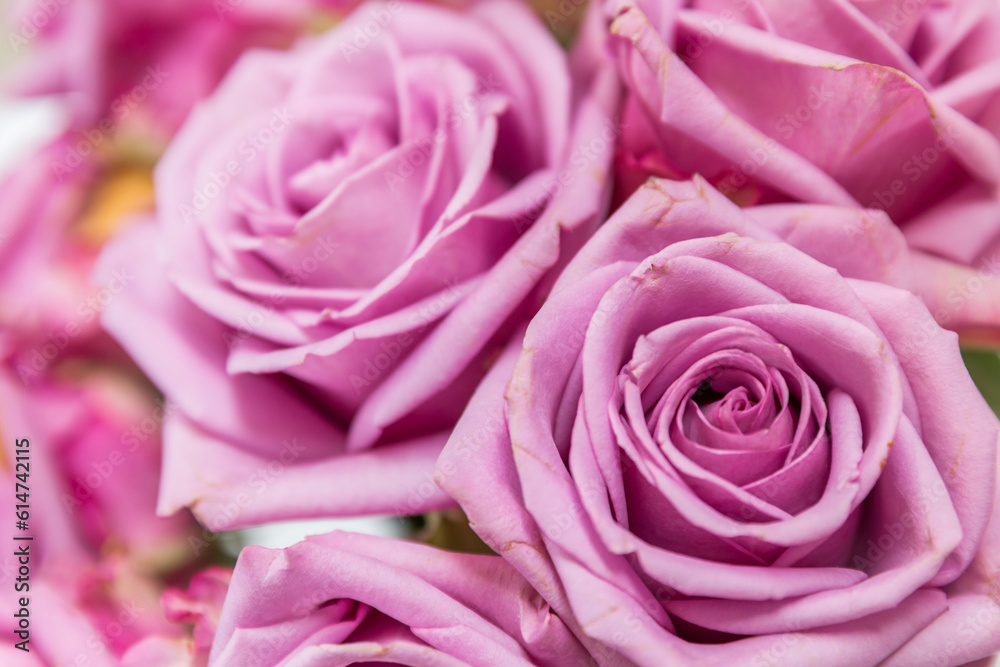 pink roses background