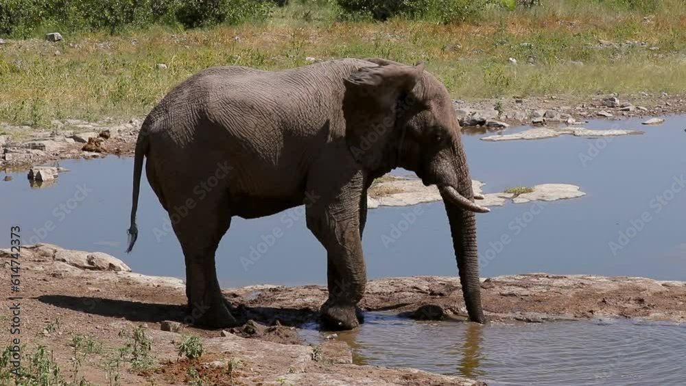 An elephant doing personal hygiene at a waterhole in Etosha National Park, Namibia, Africa An elephant doing personal hygiene at a waterhole in Etosha National Park, Namibia, Africa