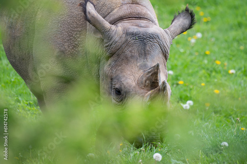 Eastern Black Rhinoceros Standing on Grass