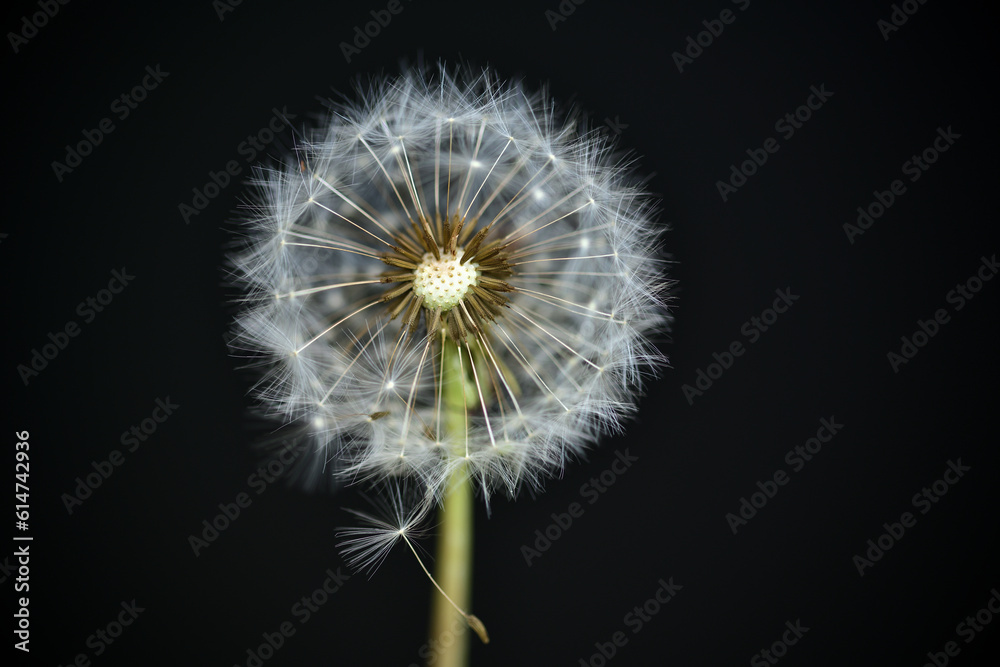Fototapeta premium Eine Pusteblume vor einem schwarzen Hintergrund