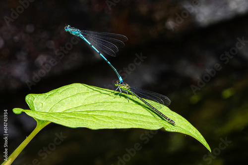 2023 06 16 Libellule bleue Demoiselles Zygoptères Ischnura senegalensis