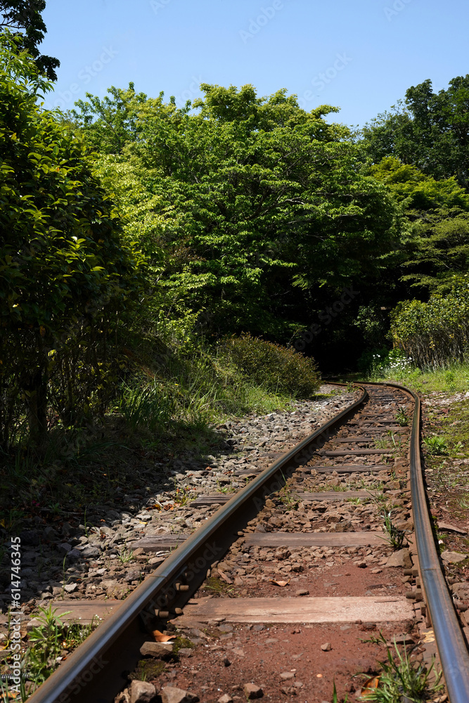 Obraz premium old railroad tracks in the forest