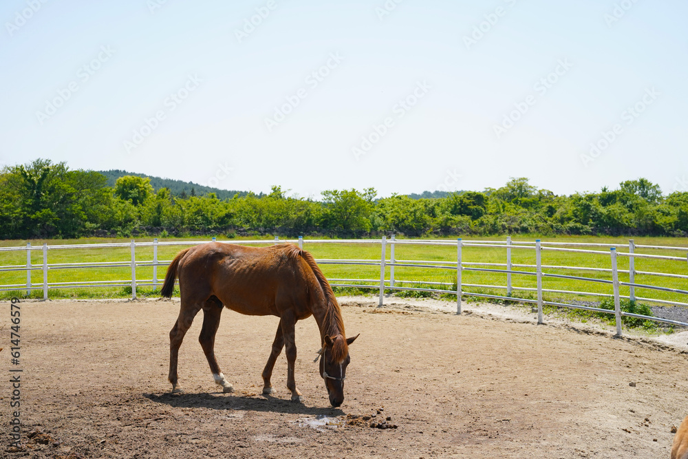 A horse standing alone in a summer field A horse standing alone in a summer field