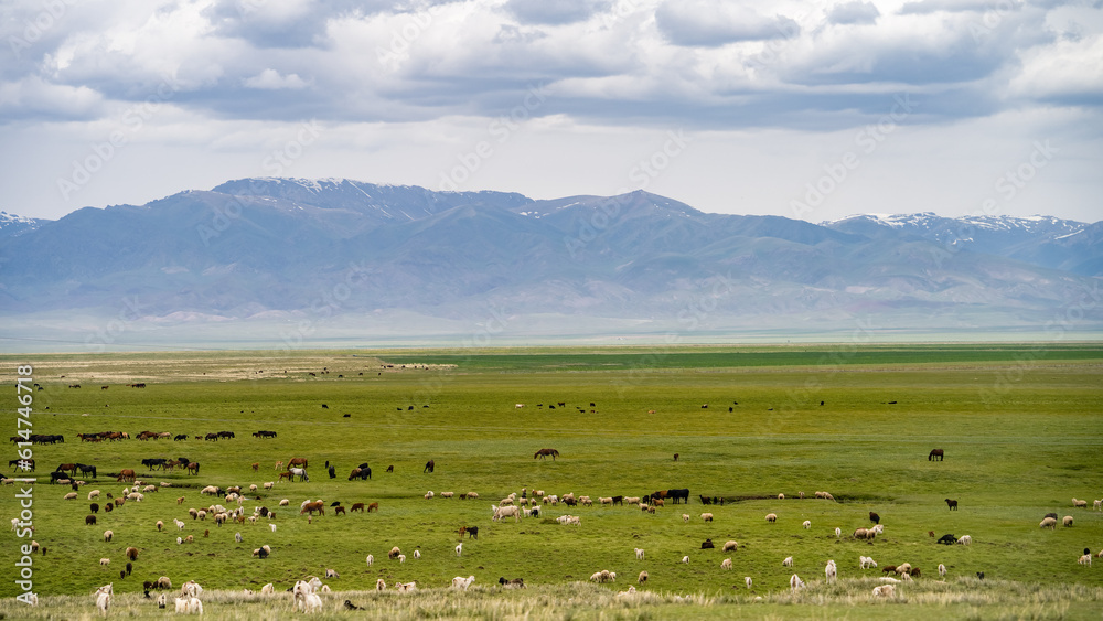 Fototapeta premium cattle graze in the pasture at the foot of the mountains