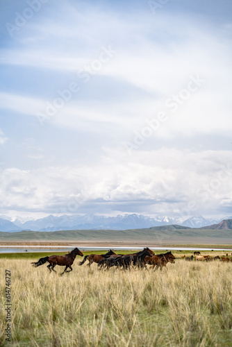 Fototapeta Naklejka Na Ścianę i Meble -  a herd of horses on a mountain pasture. horses at the watering hole
