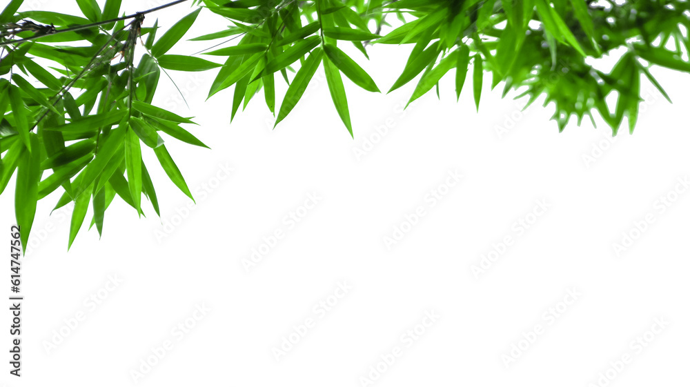 Green bamboo tree top leaves isolated with copy space and with clipping paths on white background Green bamboo tree top leaves isolated with copy space and with clipping paths on white background