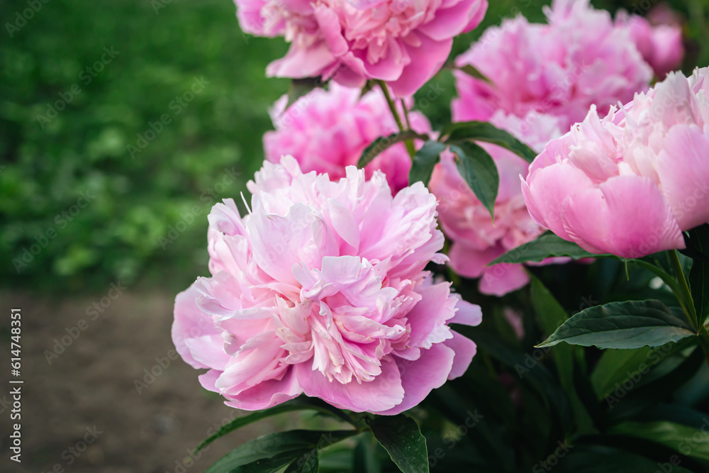 Close-up of a bush with blooming pink peonies flowers among the leaves. Close-up of a bush with blooming pink peonies flowers among the leaves.