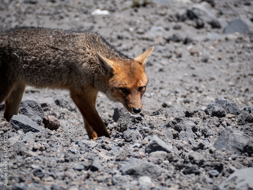Paramo wolf