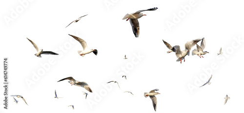 Tablou canvas seagulls - flock of seagull bird isolated on clear background