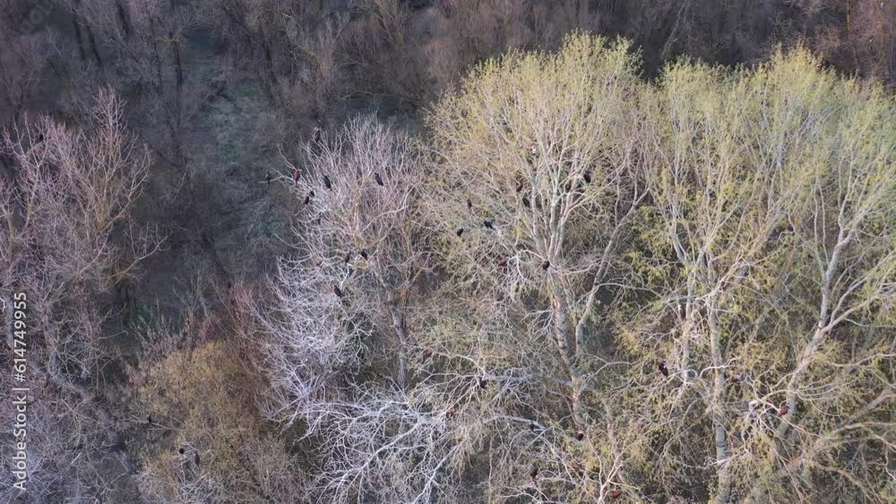 Cormorant Birds Colony Nest On Tree Aerial view Cormorant Birds Colony Nest On Tree Aerial view