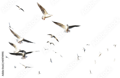 Fototapete seagulls - flock of seagull bird isolated on clear background
