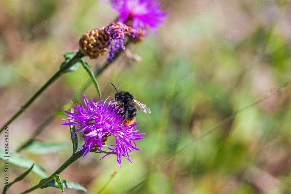 Foraging Red-shanked bumblebee on a brown ray knapweed wildflower Foraging Red-shanked bumblebee on a brown ray knapweed wildflower